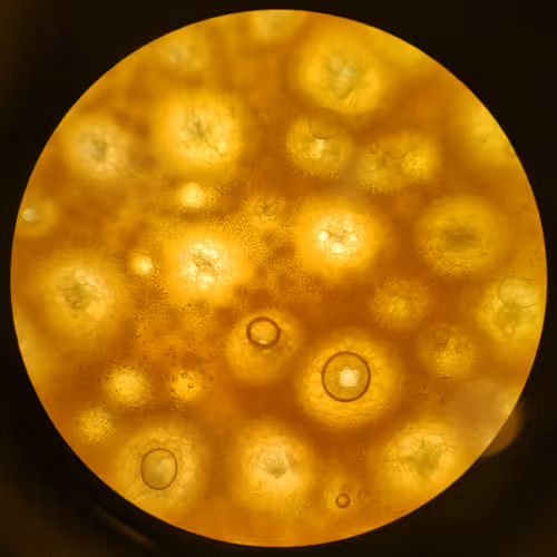 Micro-Celestial