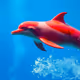 pink dolphin