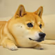 BaseDog