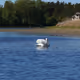 Swan