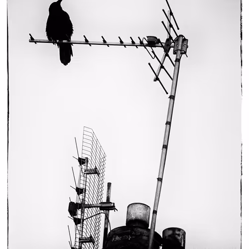 The Crow