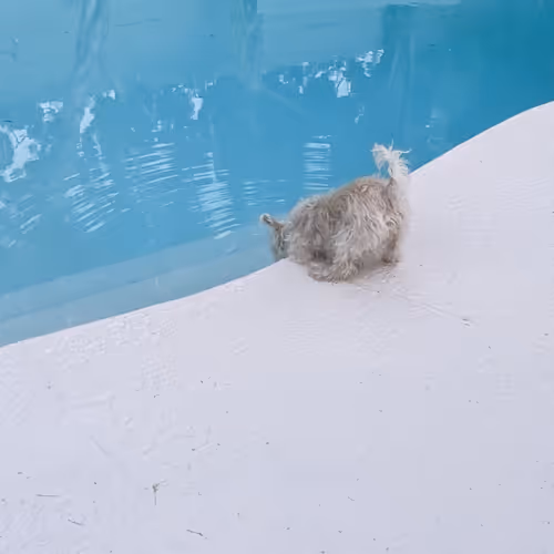 Dog drinks pool