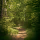 Through the woods