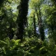 Forest Life