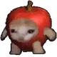 apple cat