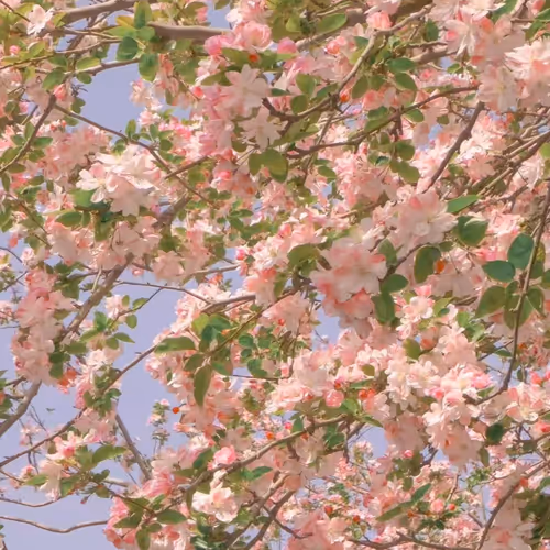 spring