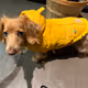 Bailey Bear jacket