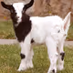 Baby Goat