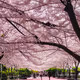 cherryBlossom