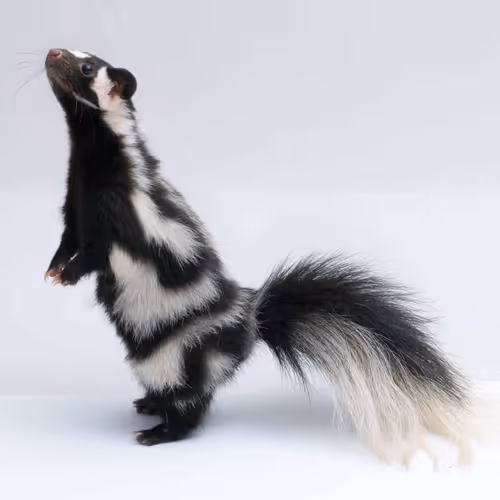 skunk6