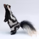 skunk6