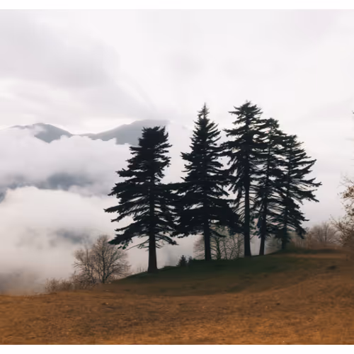 Trees