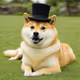 Degen Doge