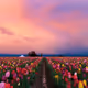 roze
