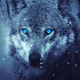 WOLF COLLECTION