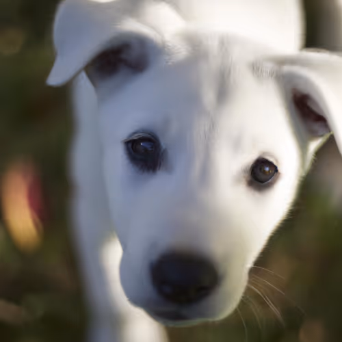 Puppy Wonders