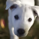 Puppy Wonders