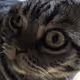 Meow
