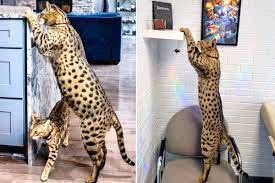 cats attack