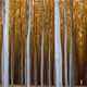 Mystic wild spirits