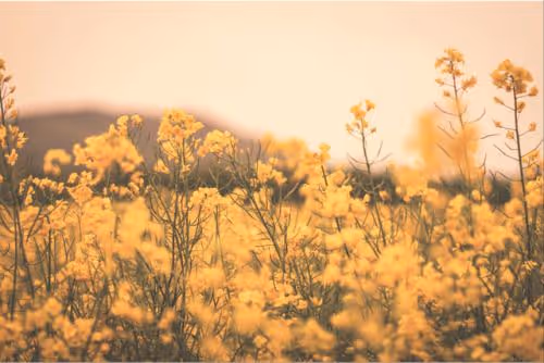 yelow flower
