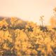 yelow flower