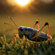 cricket bro