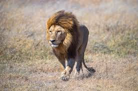 lionman