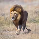 lionman