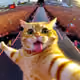 Catcut