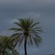 palmtree270