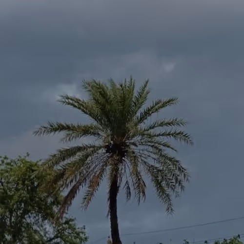 palmtree270