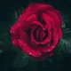 MetaRose