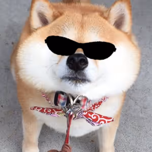 kowaiinu
