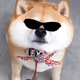 kowaiinu