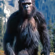 BIGFOOT
