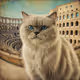 colliseum