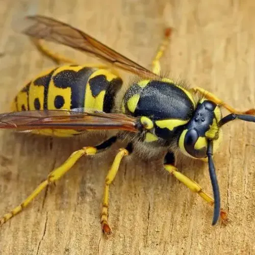 wasp