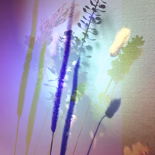 Vibrant Shadows
