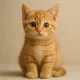 catbo