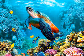turtle