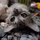 Cat.szn