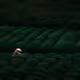 Among the Green Rows