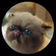 @mrmiggles on Drakula.app