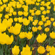 Yellow tulips