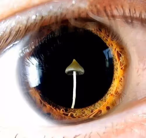 PSYLOVISION