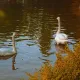 Serenade of Swans