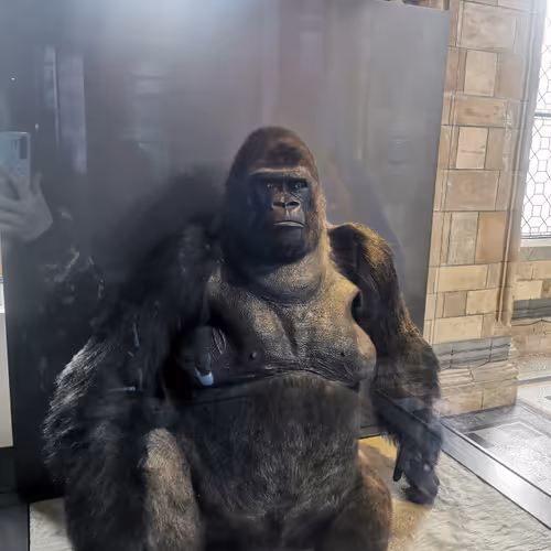 Gorilla