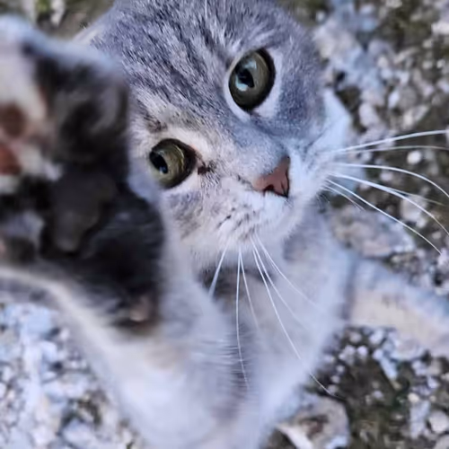 Paw Cat