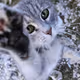 Paw Cat